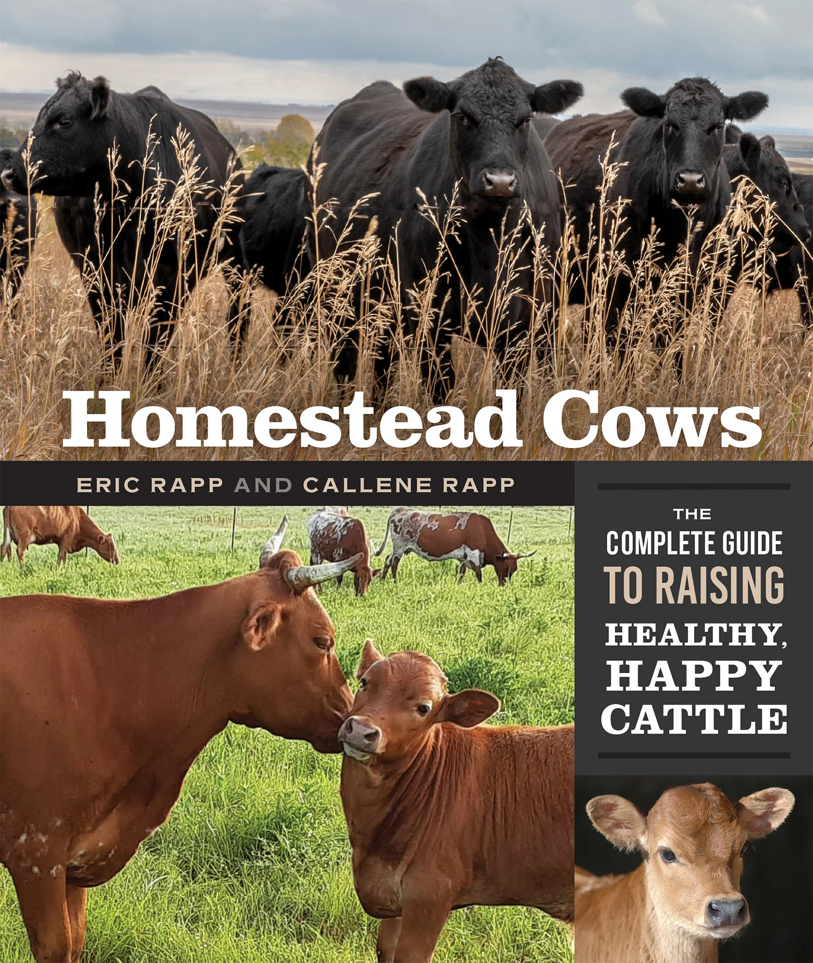 homestead-cows