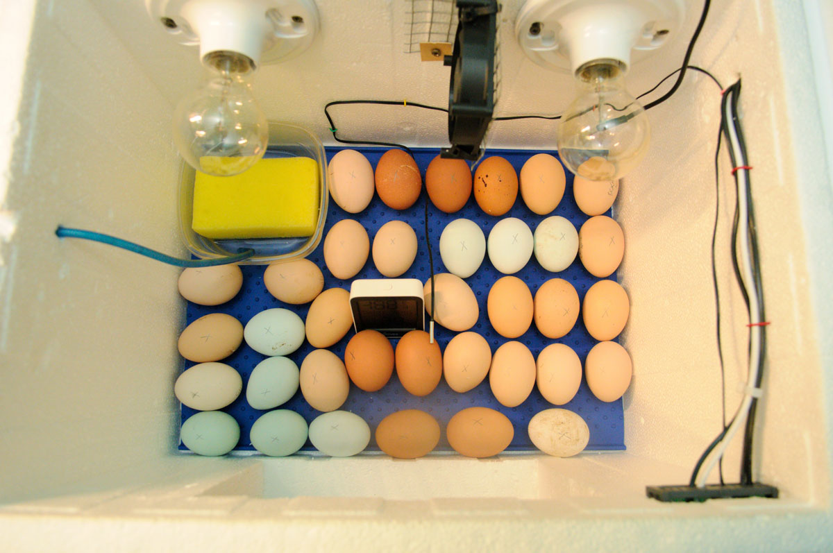 Incubator With Eggs