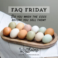 Do You Wash The Eggs Before You Sell Them?