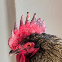 Frostbitten Combs and Wattles: A Care Guide
