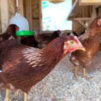 How Much Time Do You Spend Taking Care of Your Chickens?