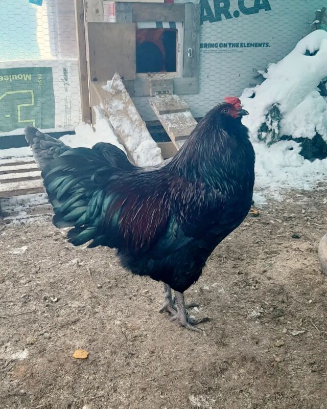 Contact Us Westholme Farmstead McGee Lake, Nova Scotia