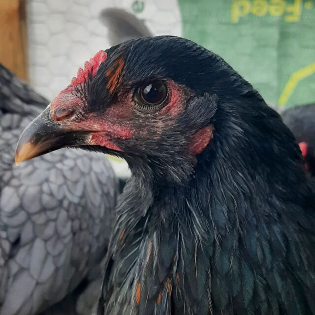 Contact Us Westholme Farmstead McGee Lake, Nova Scotia